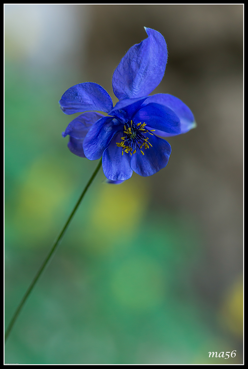 aquilegia di Einsele