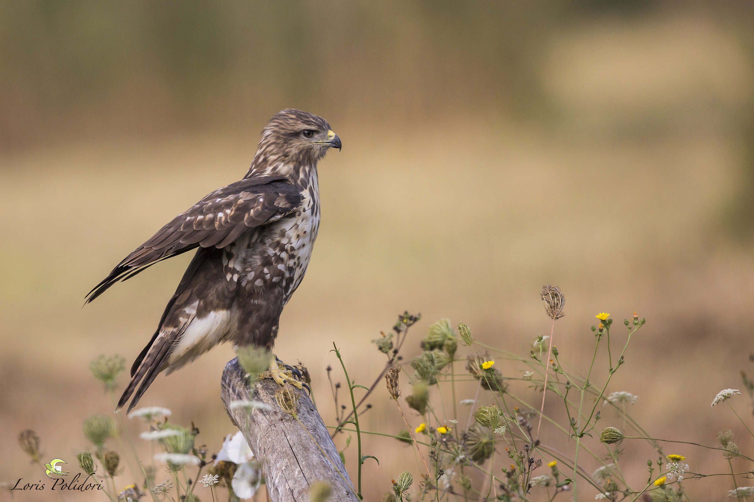 a buzzard