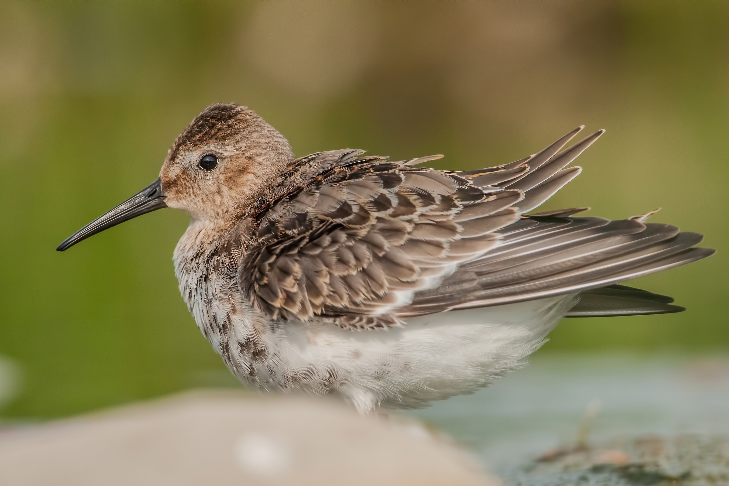 dunlin