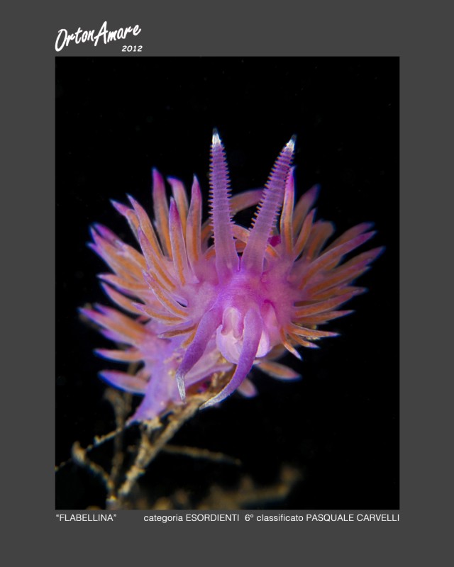 Flabellina