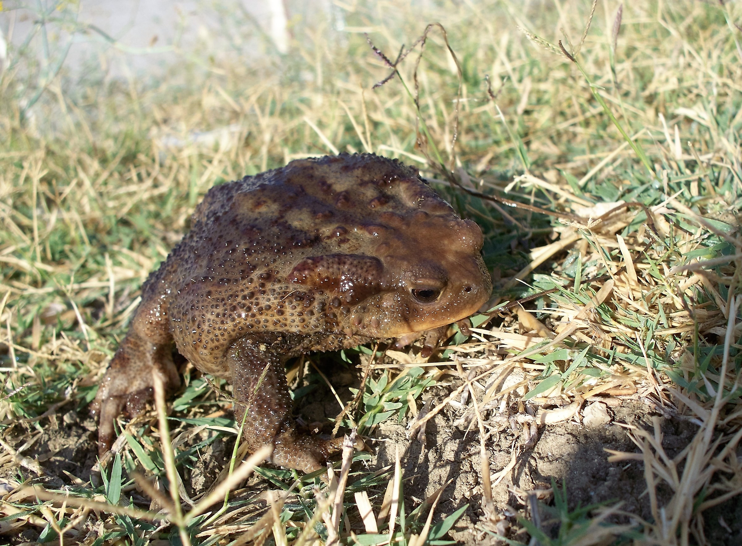 e se fosse un principe?