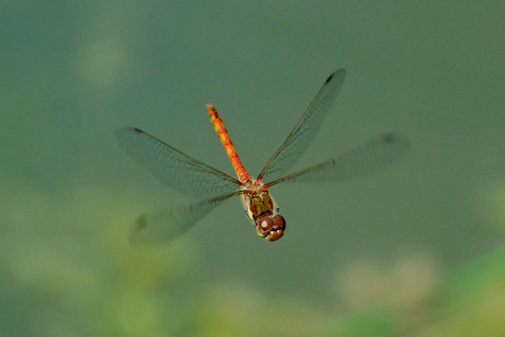 flying dragonfly