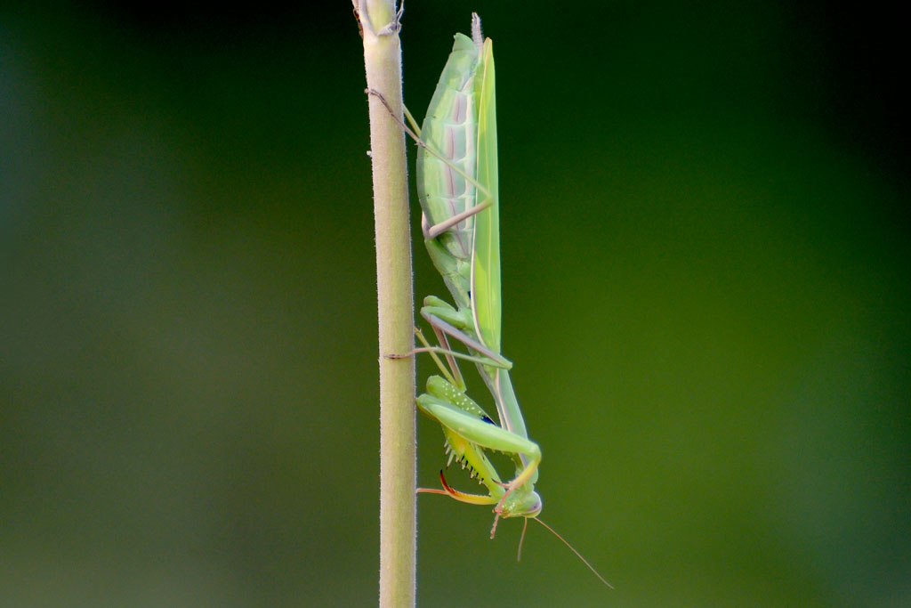 Praying mantis