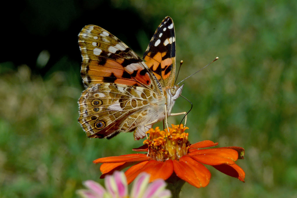 Butterfly on flower