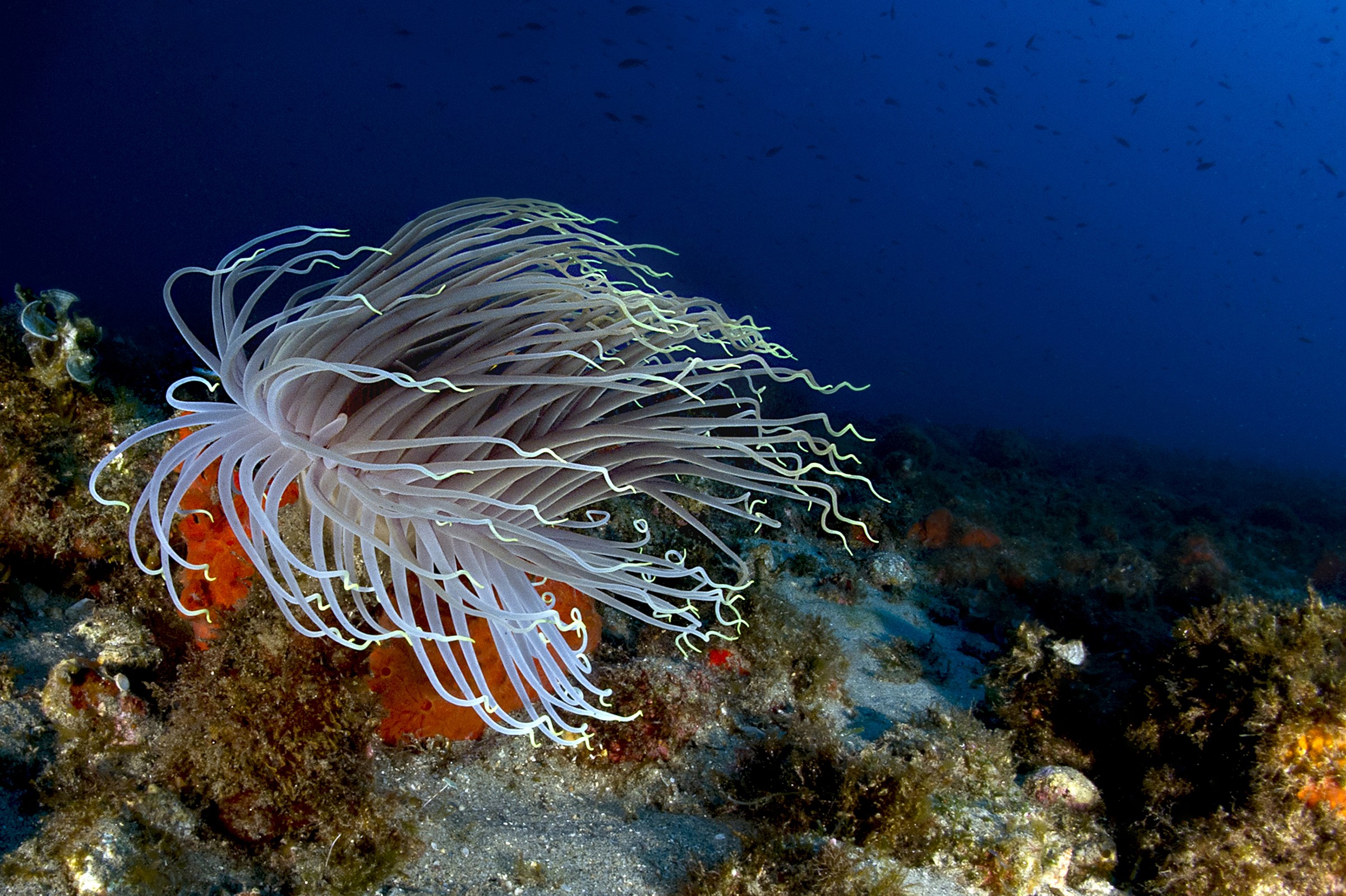 The cerianto of Scilla