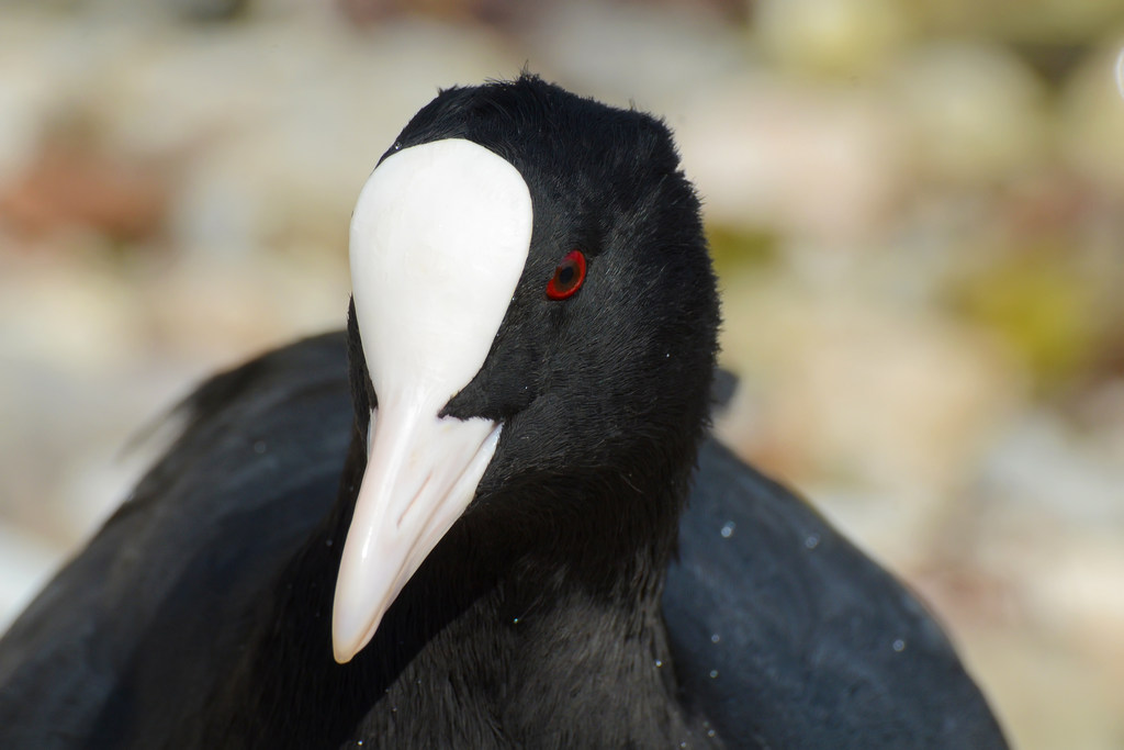 Coot - closeup