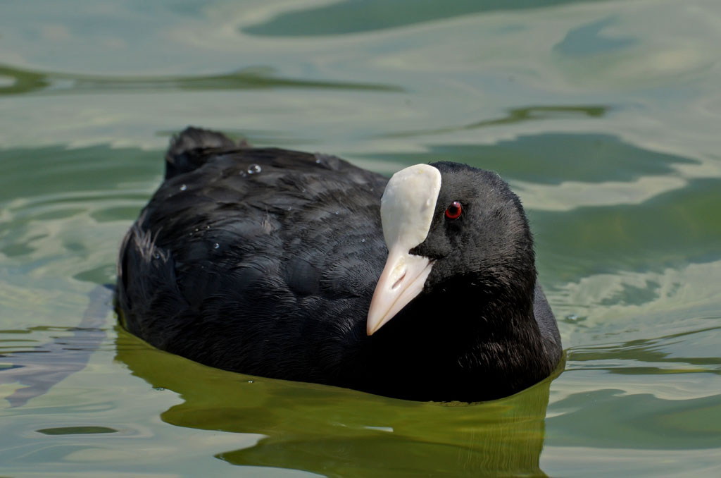 Coot