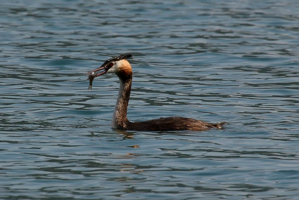 Grebe with prey