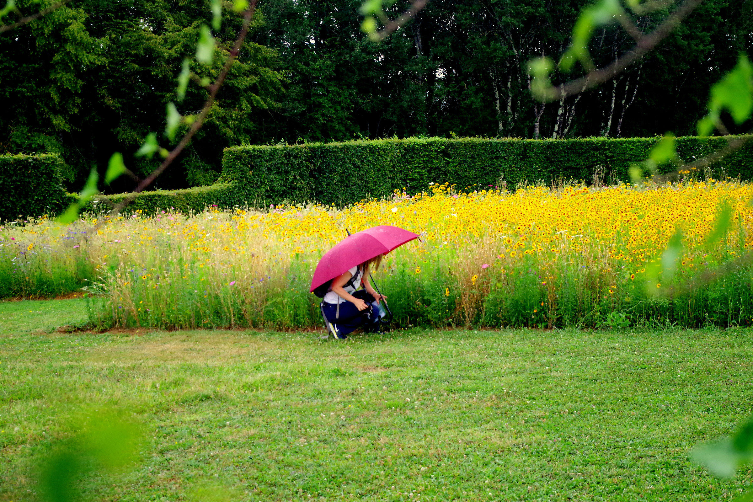 A flower among flowers