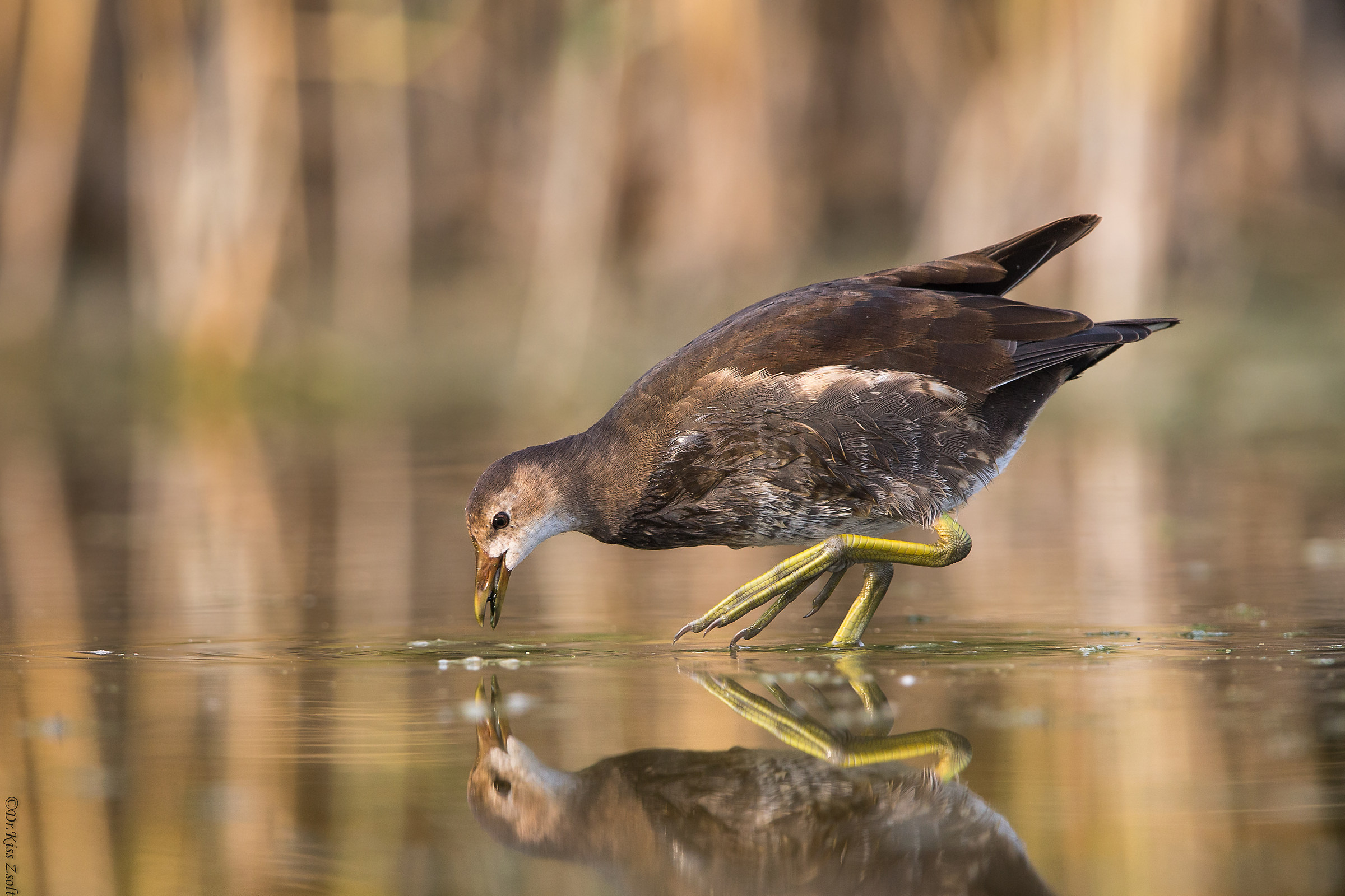 gallinella d'acqua per i Minorenni