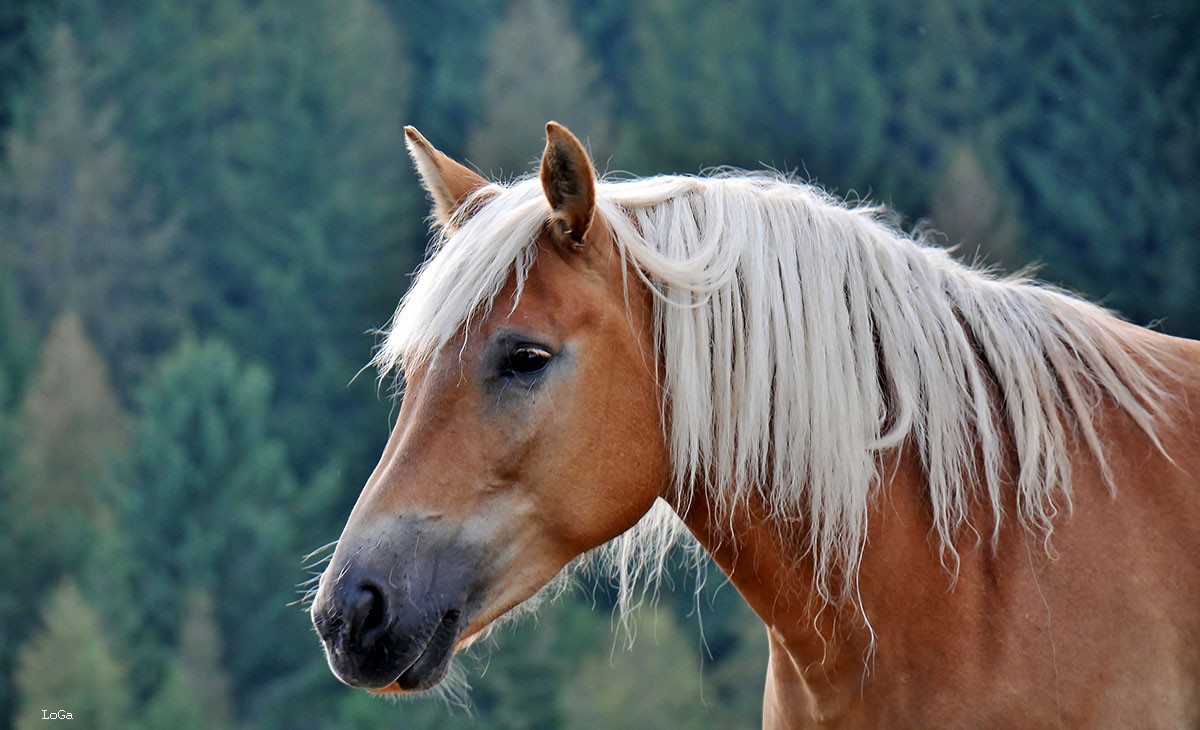 blonde hair horse