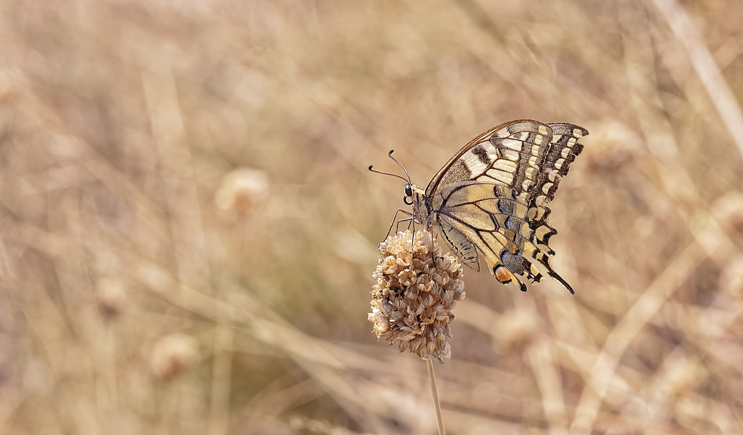 swallowtail