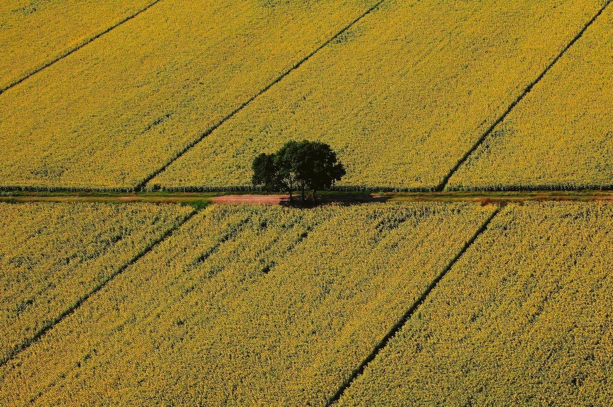 The tree of sunflowers