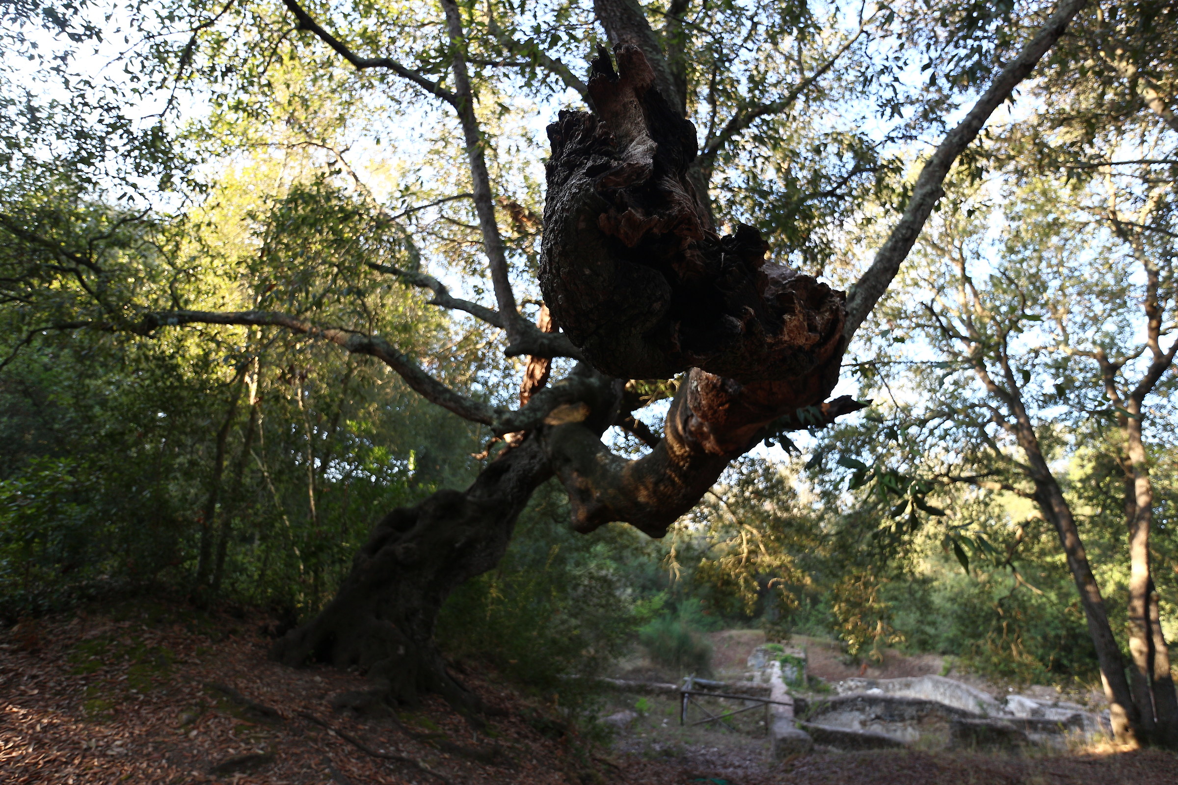 Villa di Plinio_Leccio