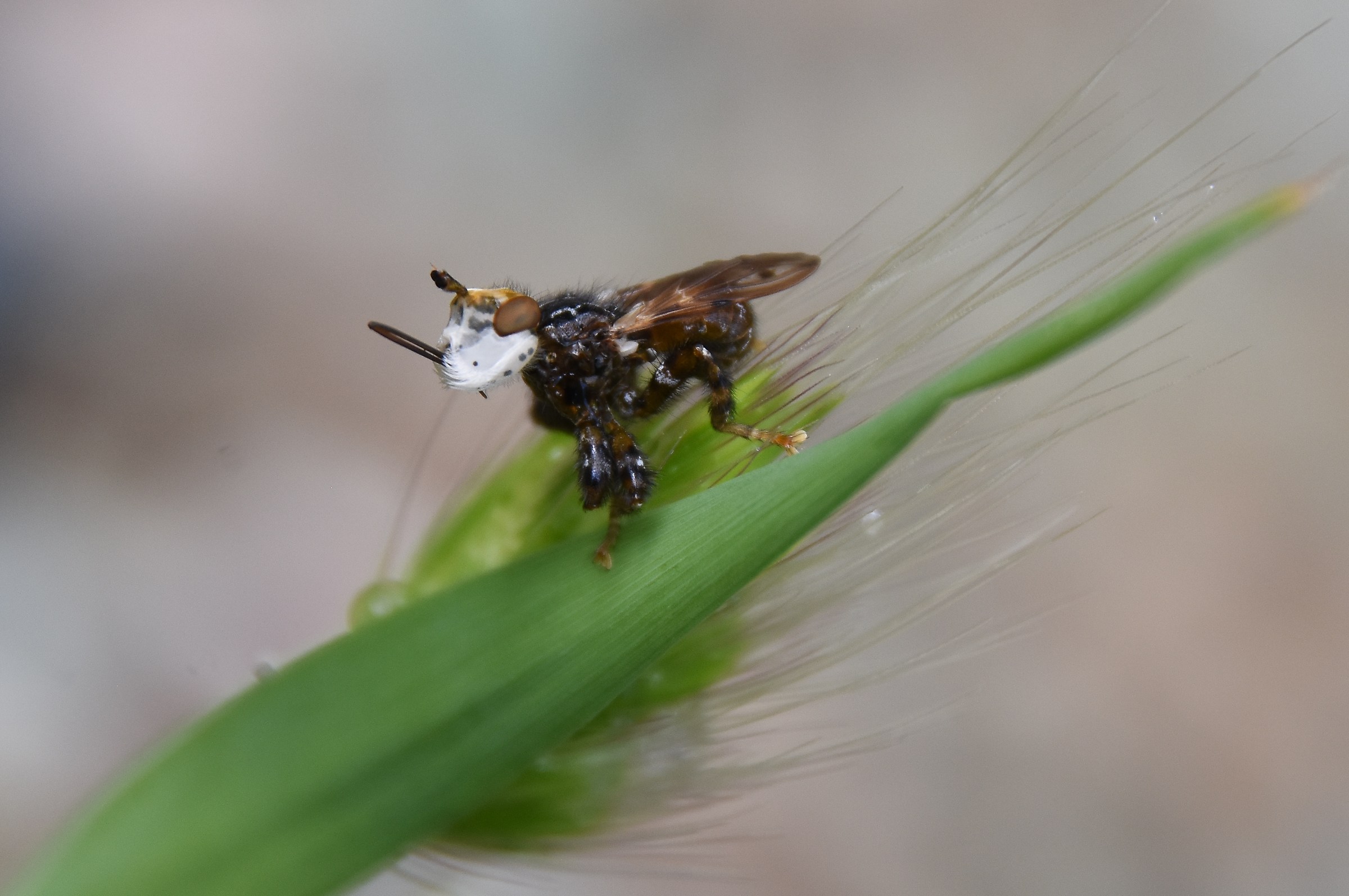 Conopidae Myopa Picta