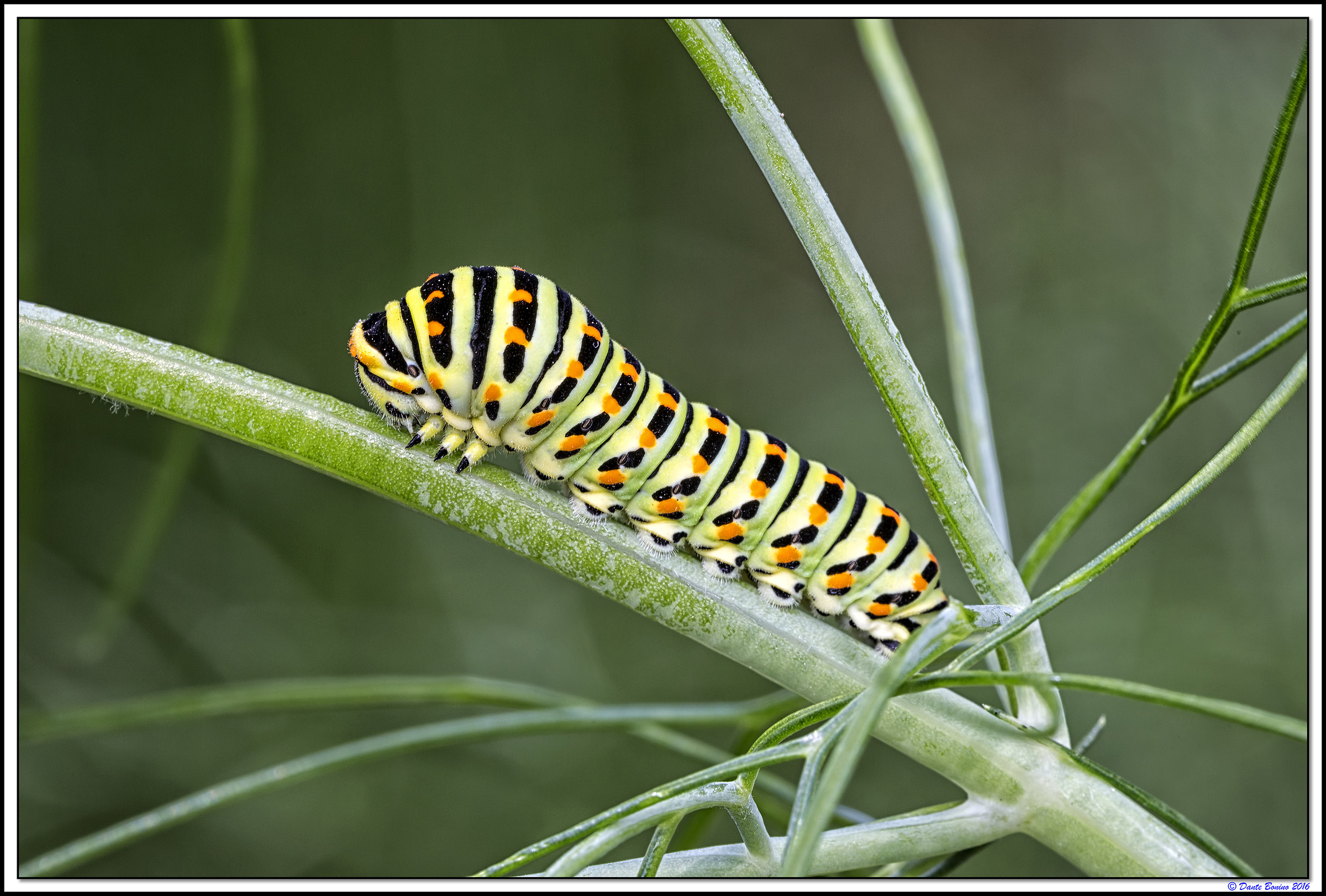 Caterpillar of swallowtail