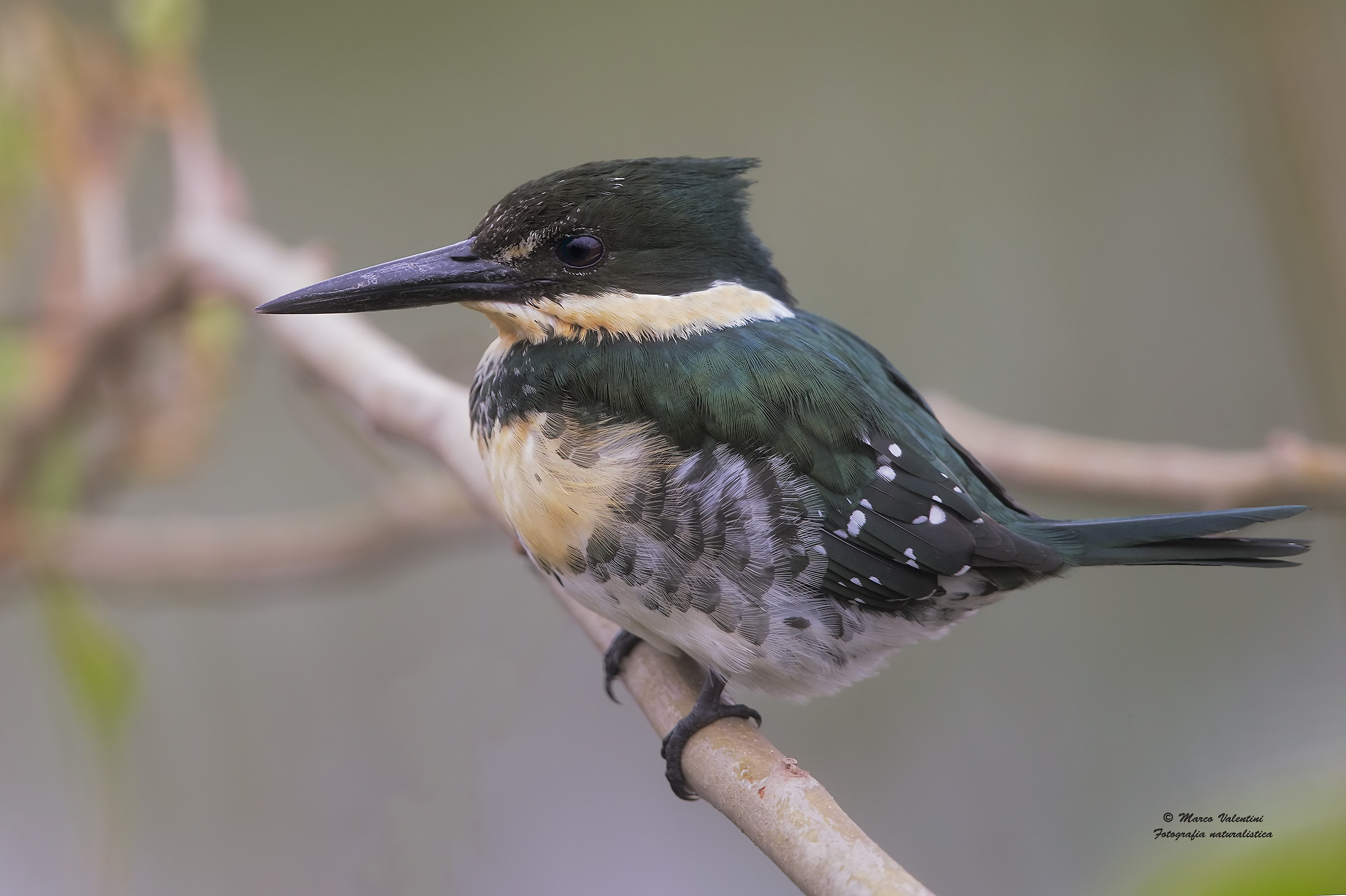 Portrait green martin
