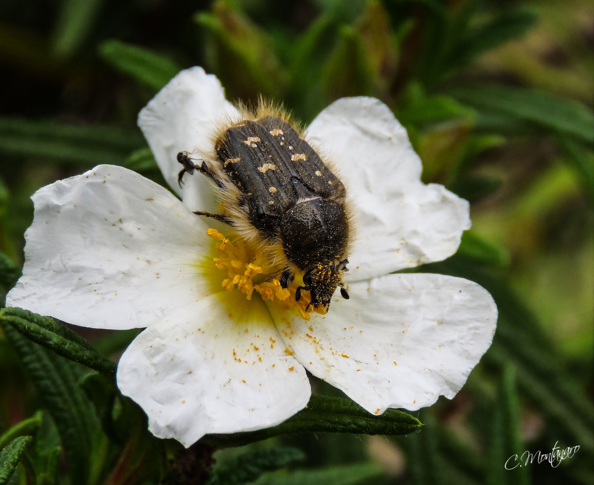 Tropinota squalida squalida (Scopoli, 1783)