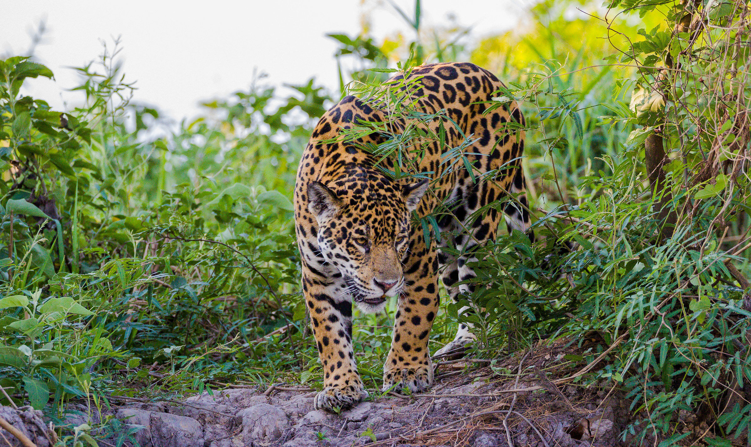 He who kills with a leap