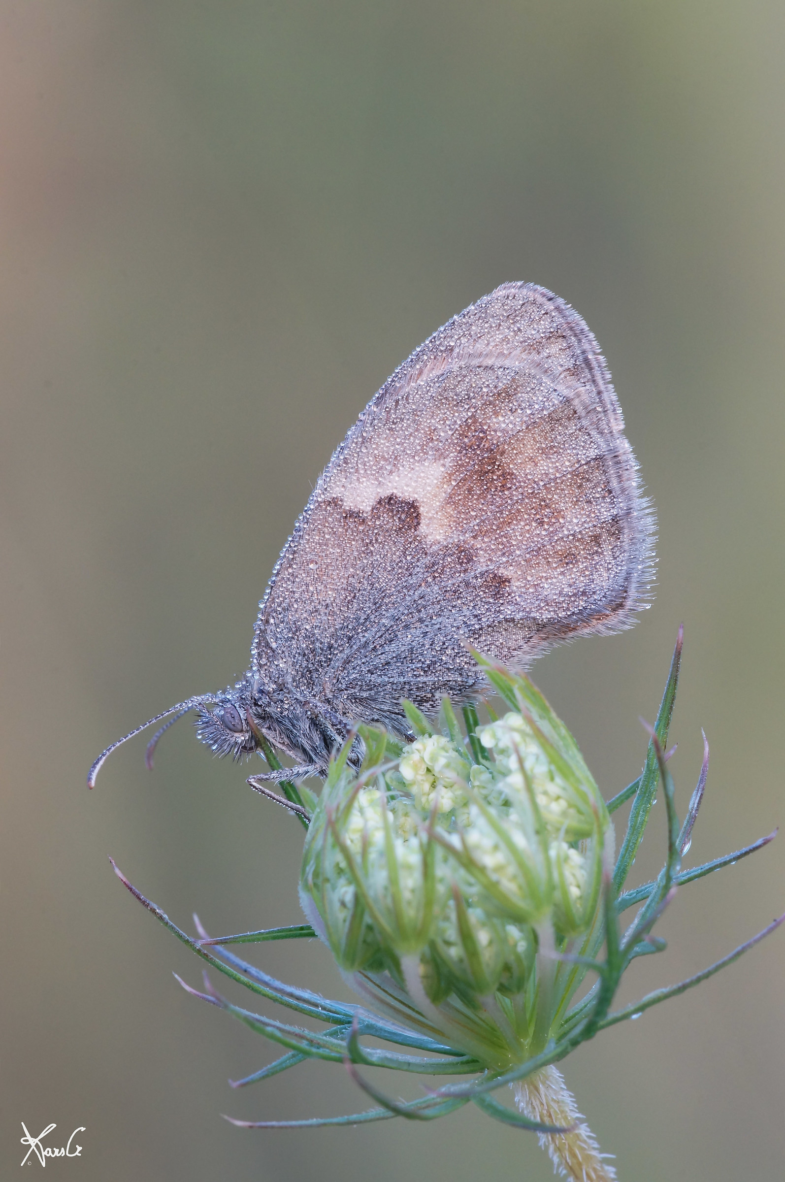 Coenonympha gocciolosa
