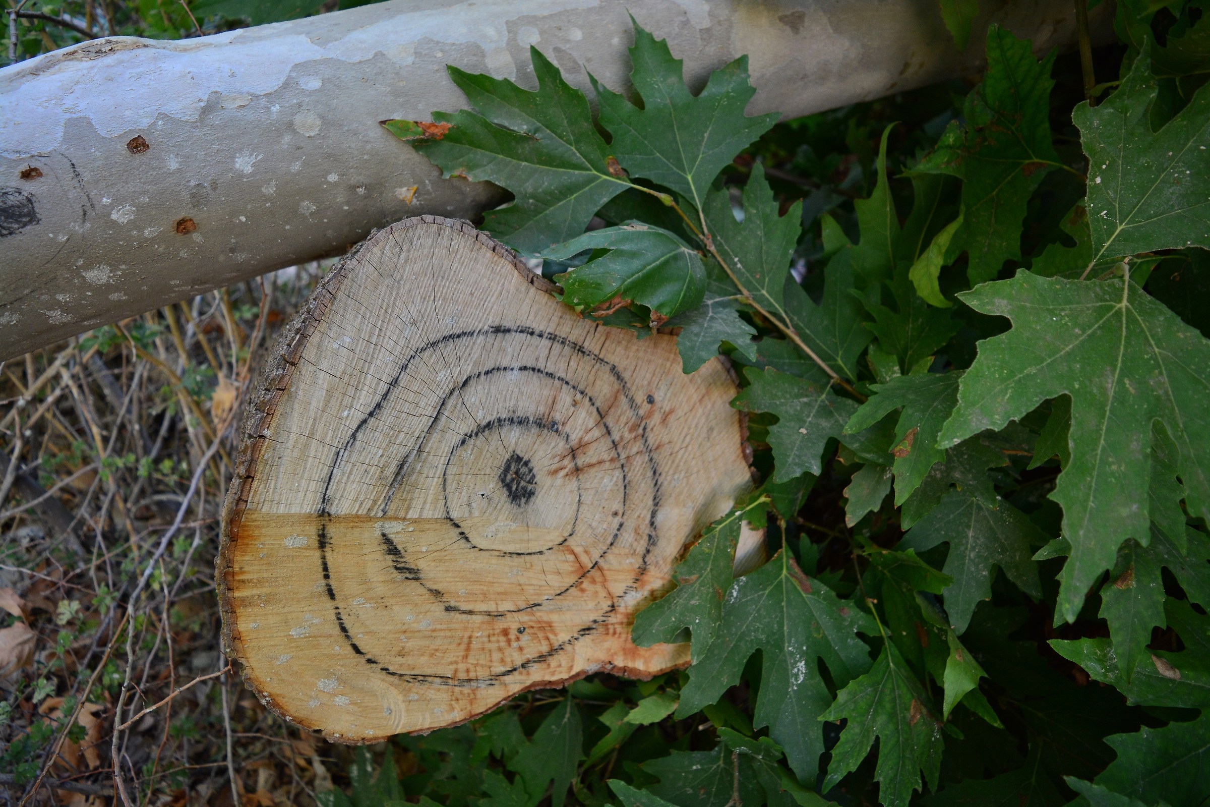 Giocando con la Natura