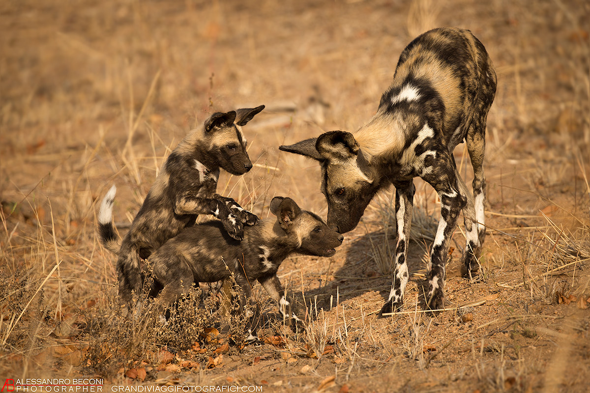 Tenderness. (Wild Dogs - Licaoni)