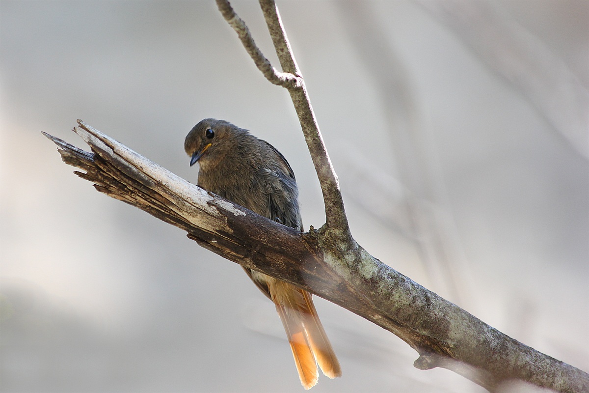 Codirosso Spazzacamino femmina