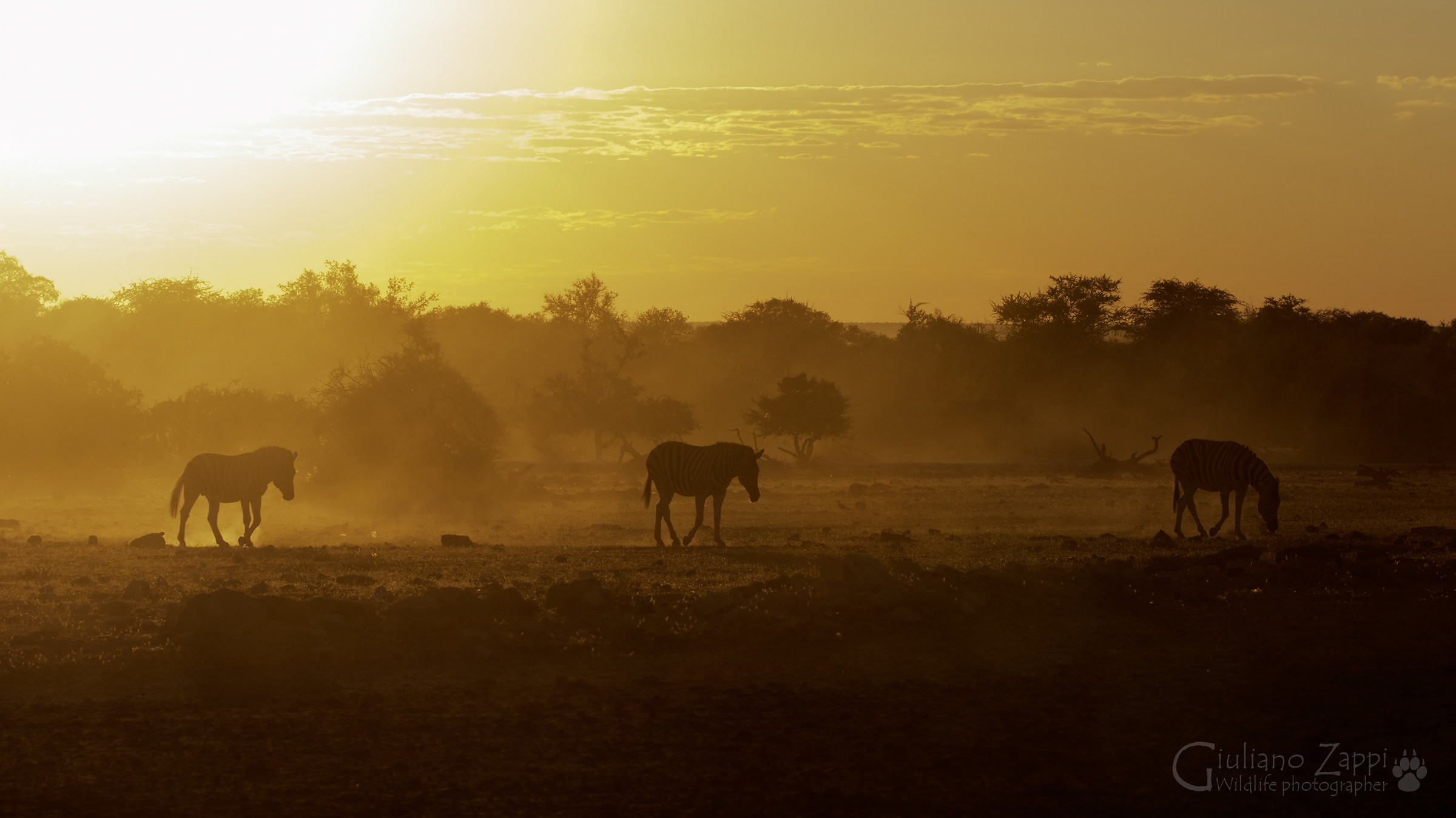 Tramonto nella savana