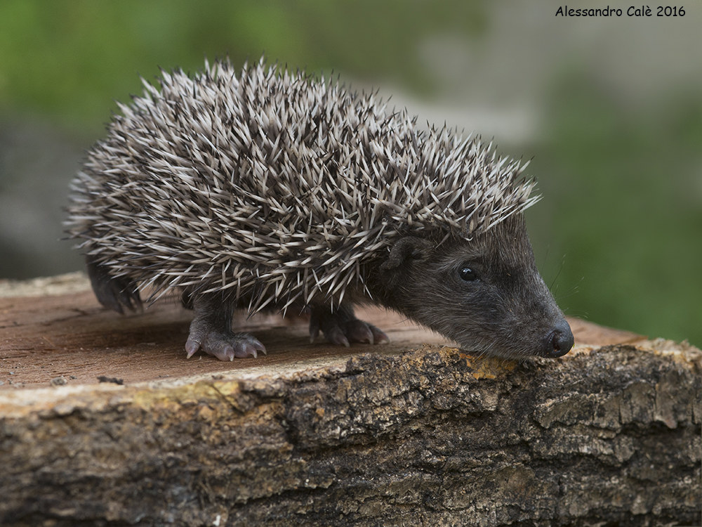 Erinaceus europaeus (European Hedgehog) 6783