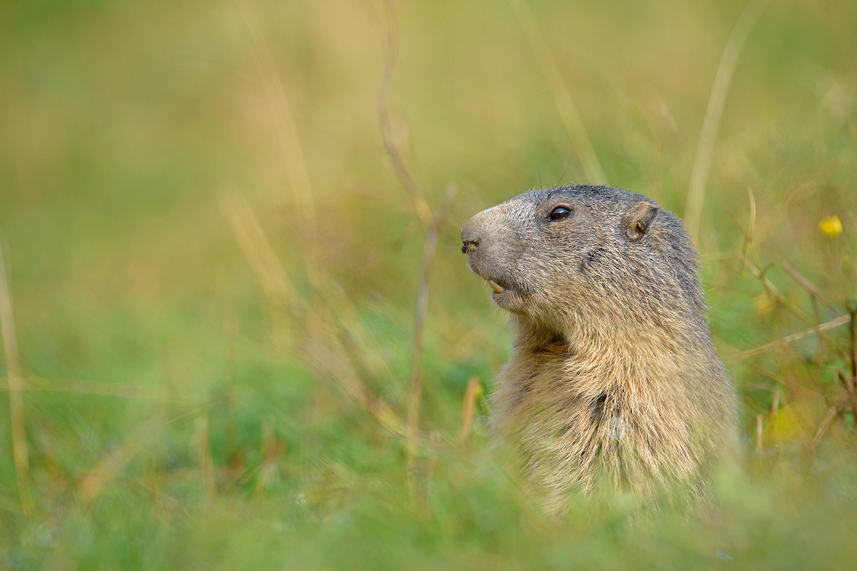 ...la mosca al naso...