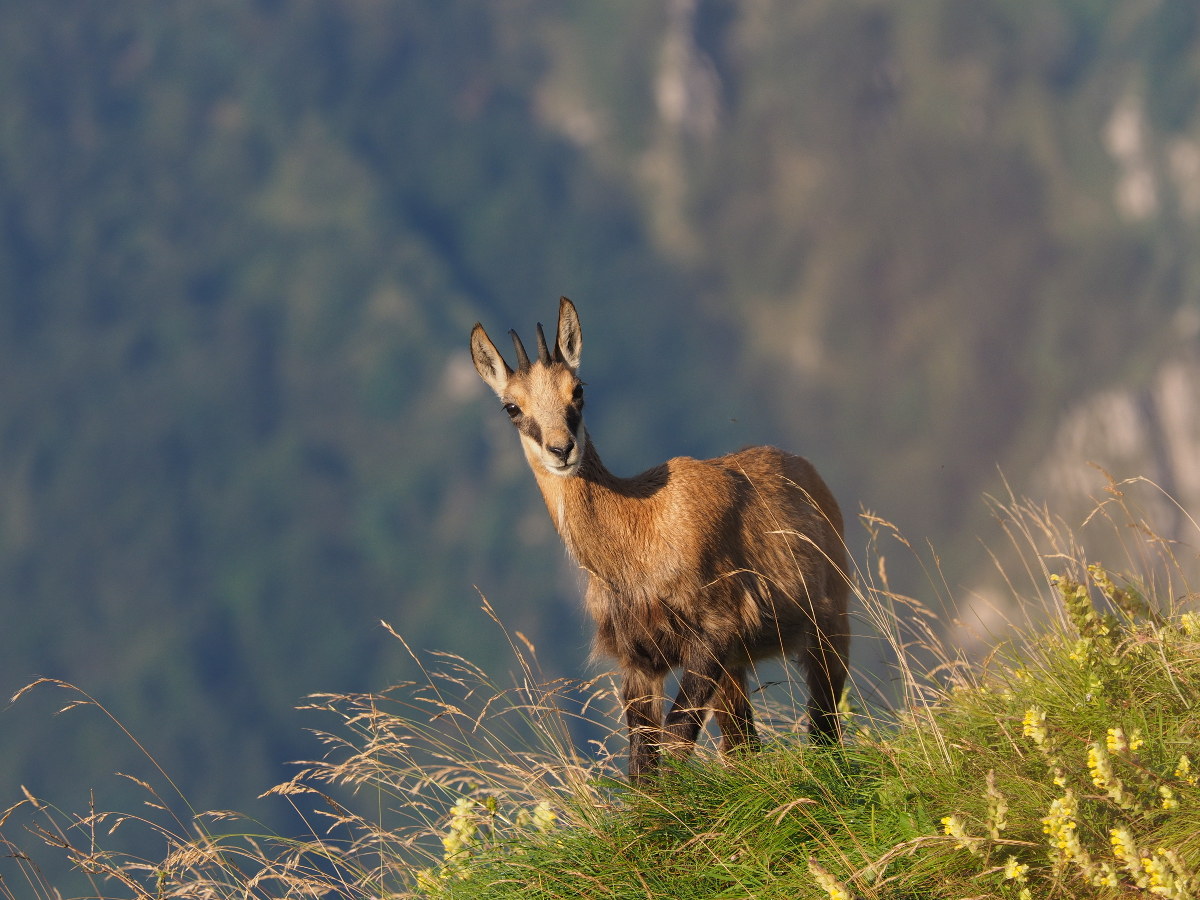 "E tu...da dove sbuchi ? "