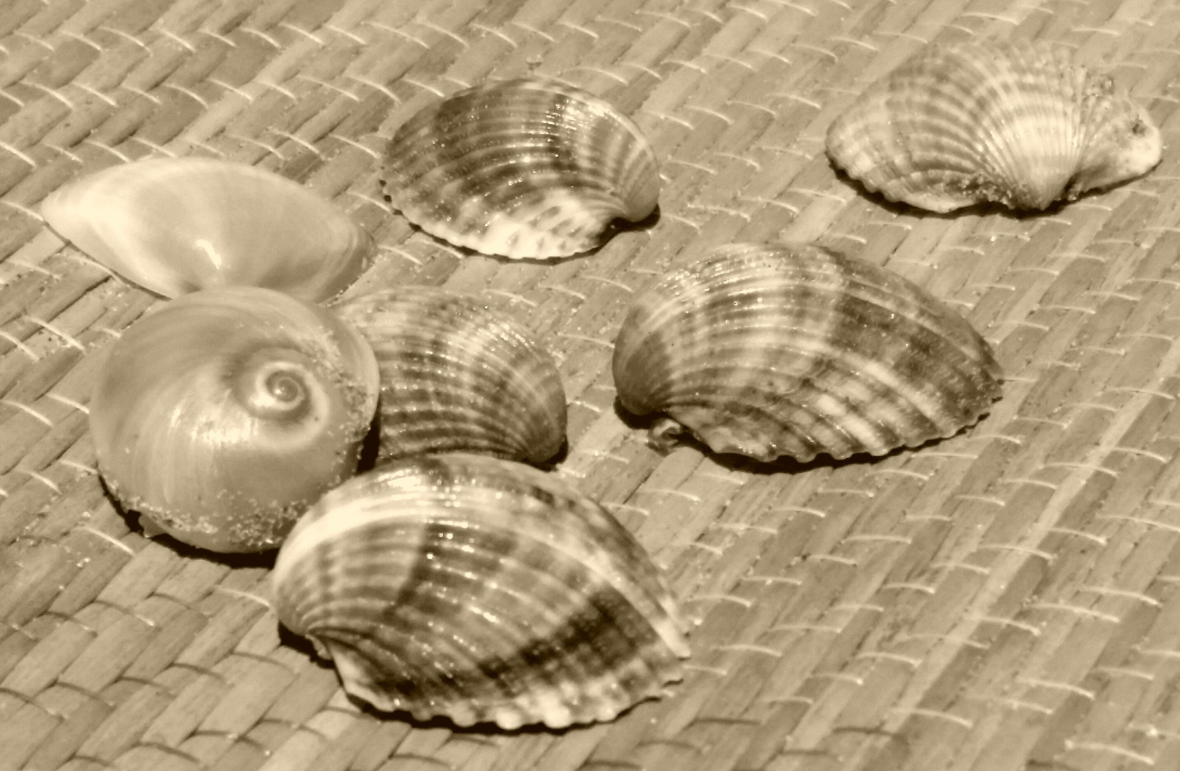 The sound of the sea