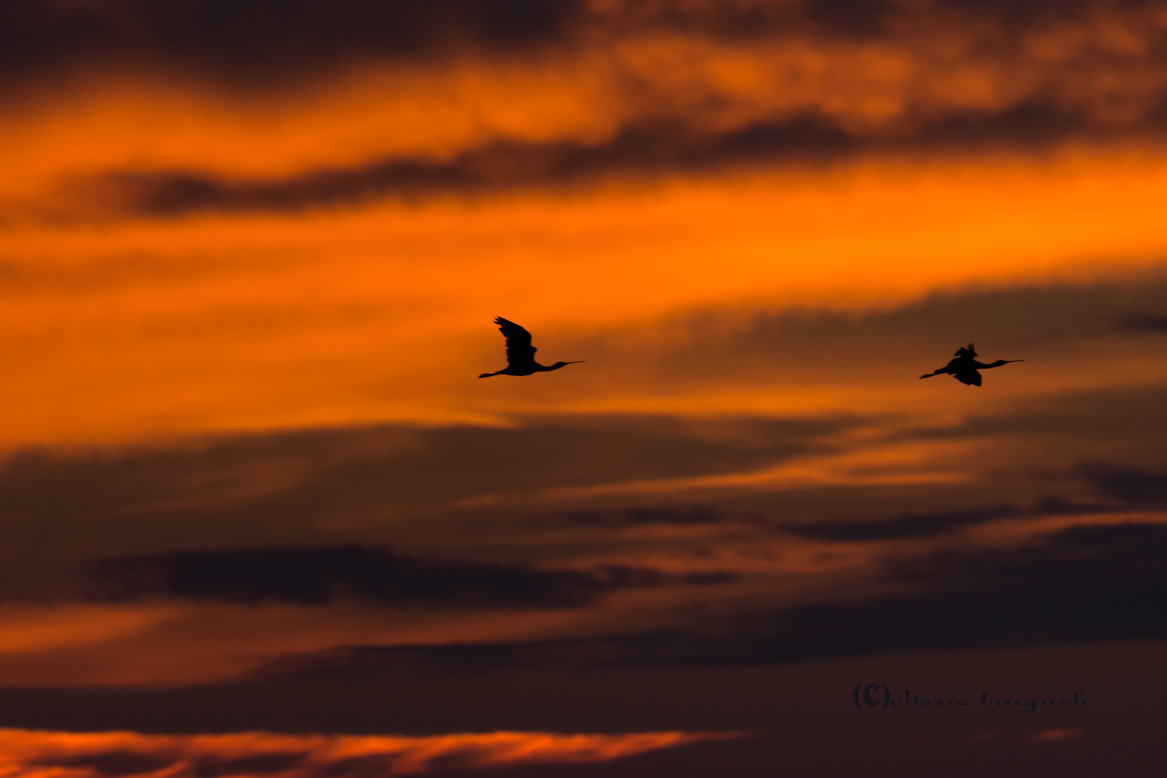 Sunrise at spatulas.