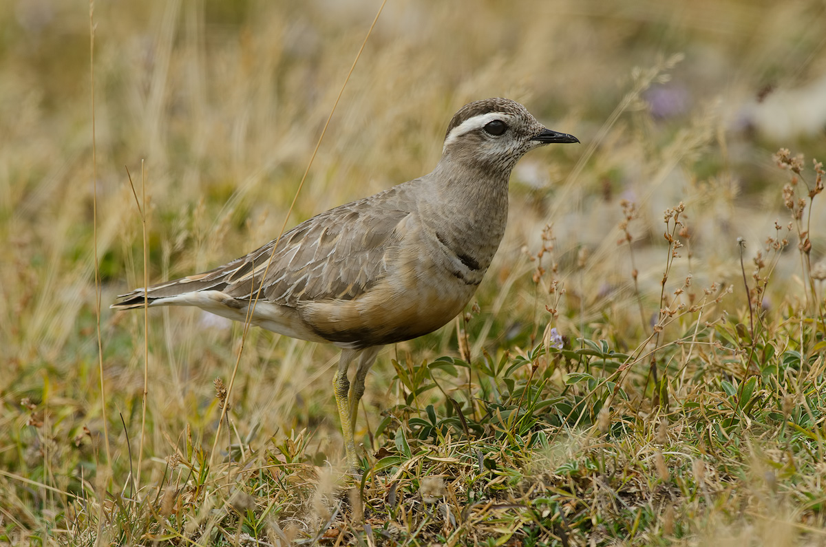 Dotterel adult