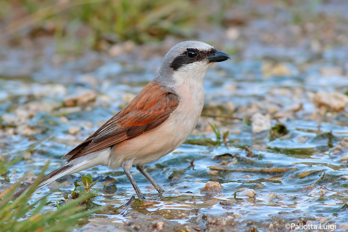 Averla piccola (Lanius collurio)