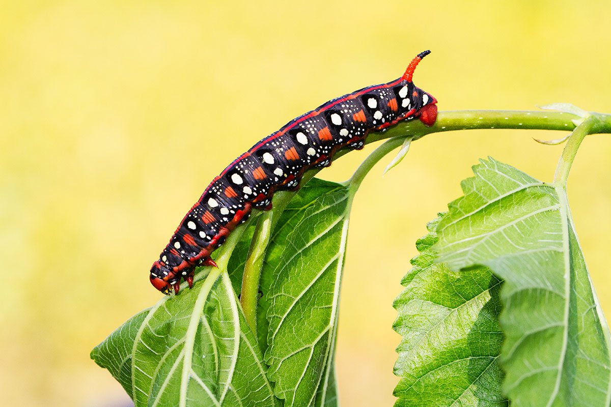 (Hyles euphrobiae)la sfinge dell'euforbia