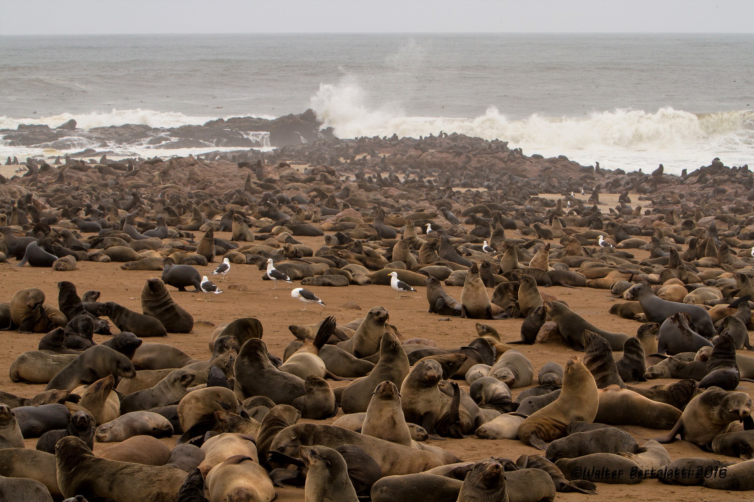 a normal day at cape cross