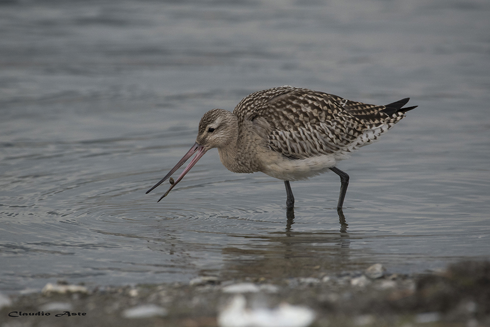 Bar-tailed Godwit