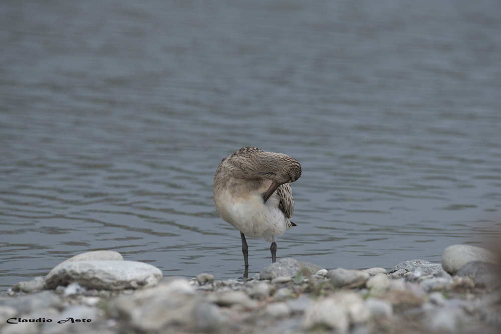 Bar-tailed Godwit