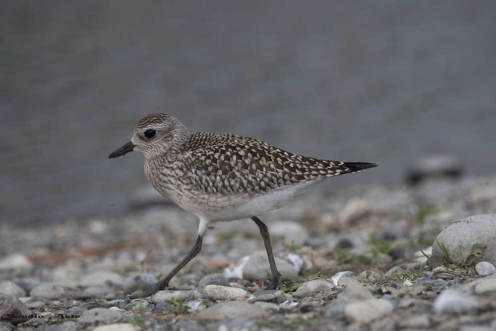 Grey Plover