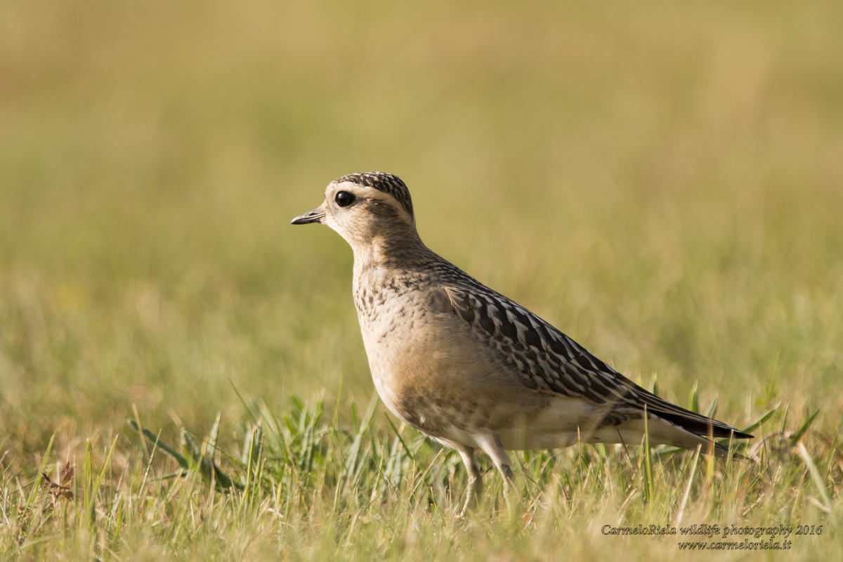 Piviere Tortolino(Charadrius Morinellus,Linnaeus 1758)