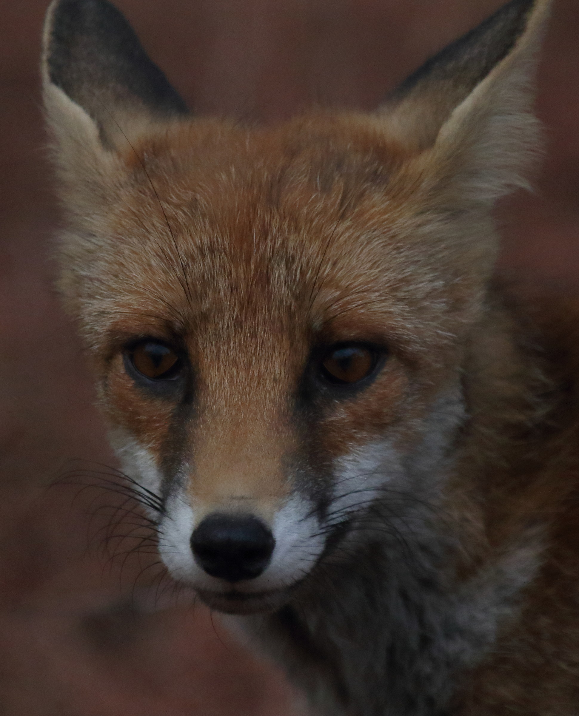 Alberese Marina. My first fox