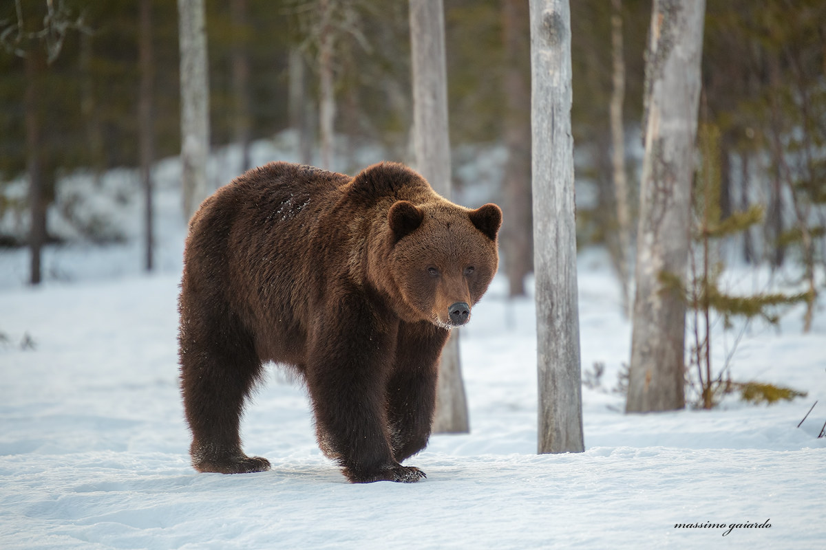 the majesty of 'brown bear ...: =)