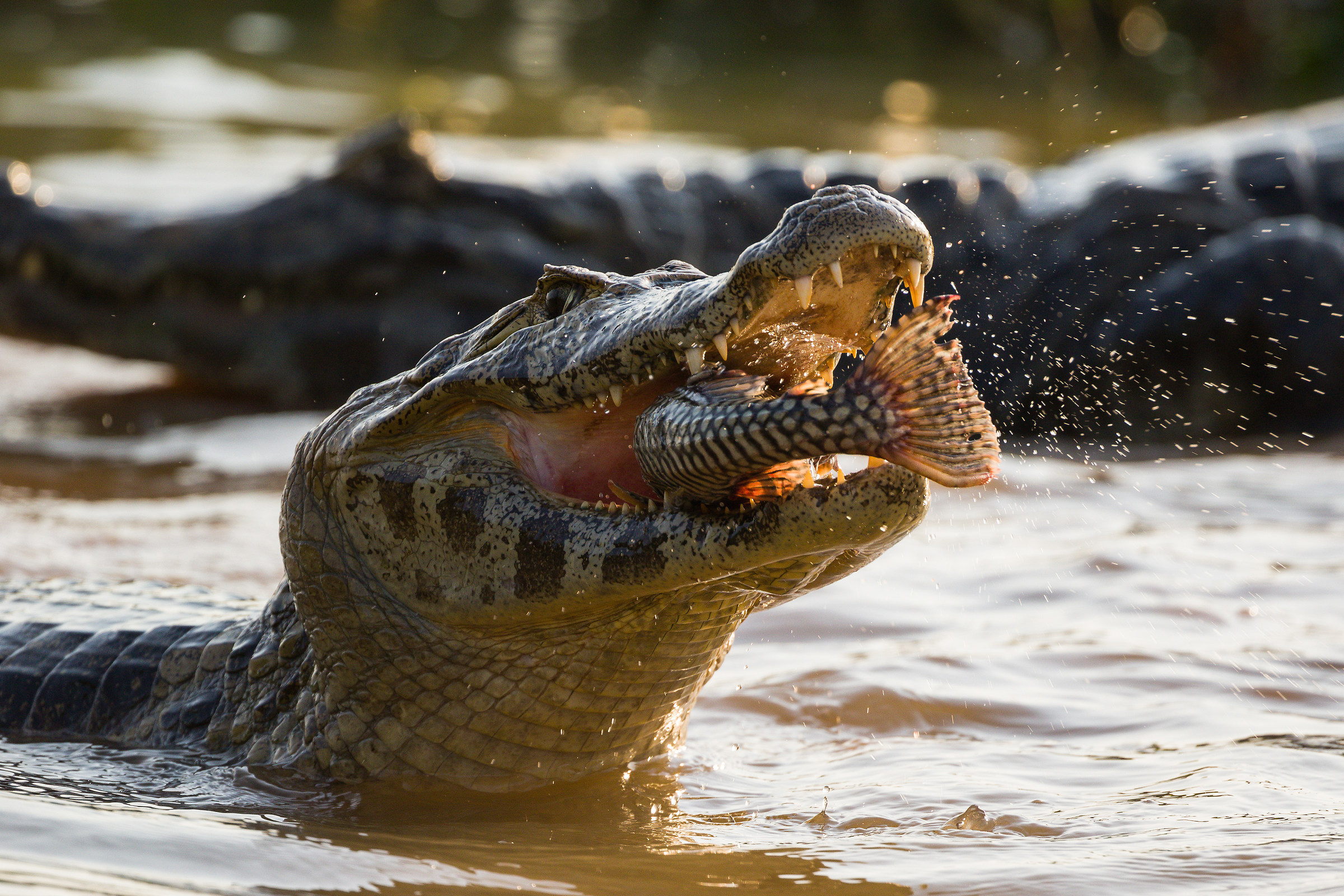 The alligator and catfish
