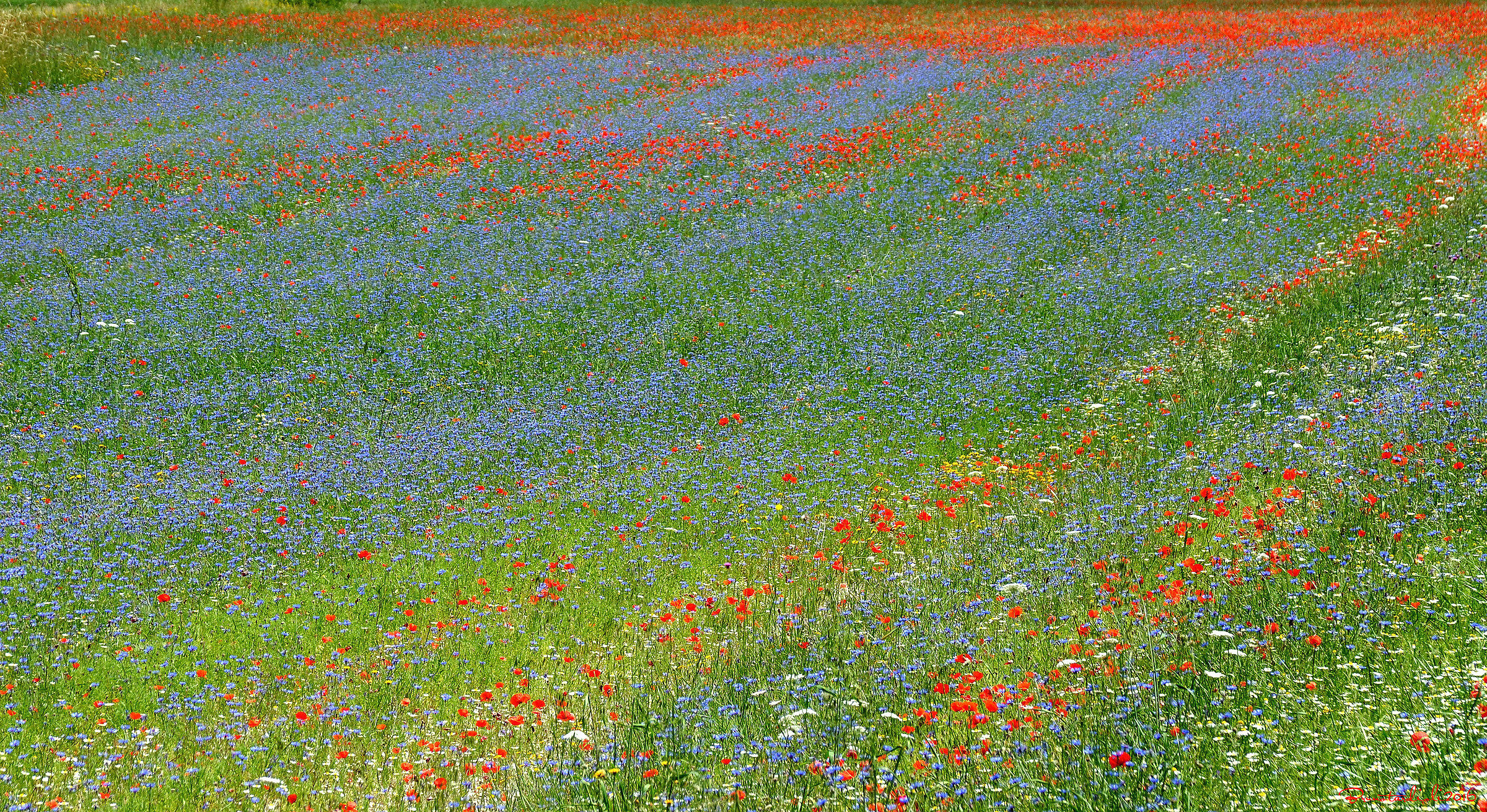 Castelluccio di Norcia Fioritura 2016