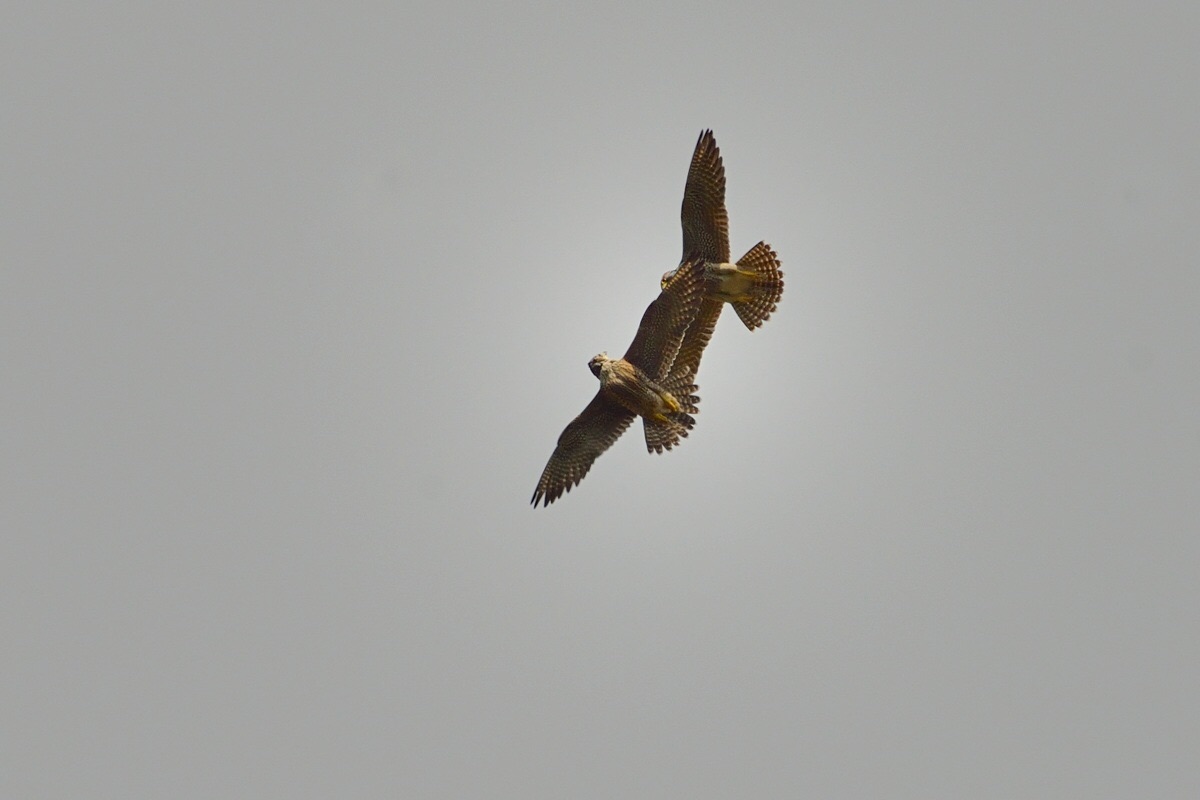 Giochi tra falchi Pellegrini