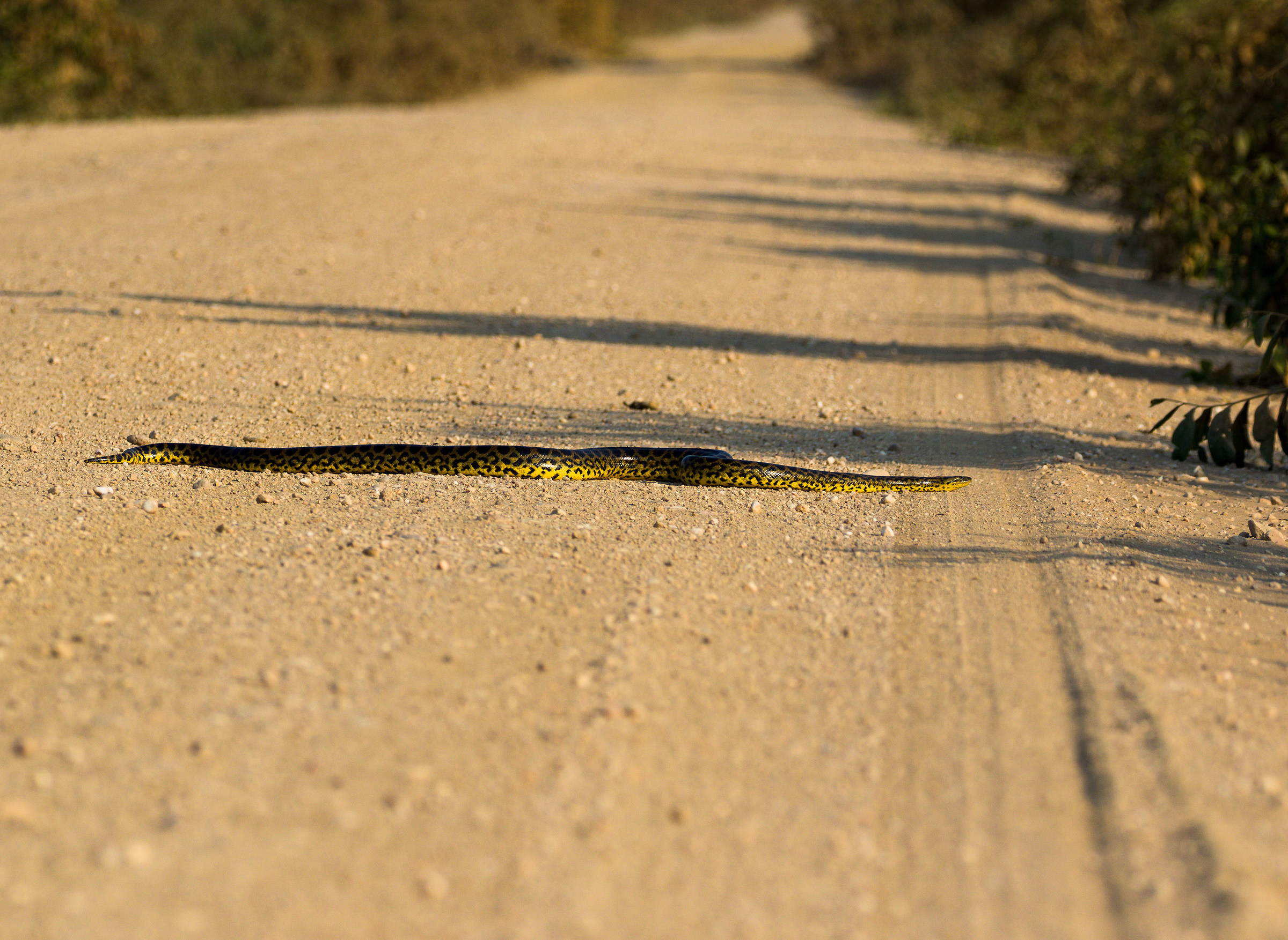 The legendary anaconda