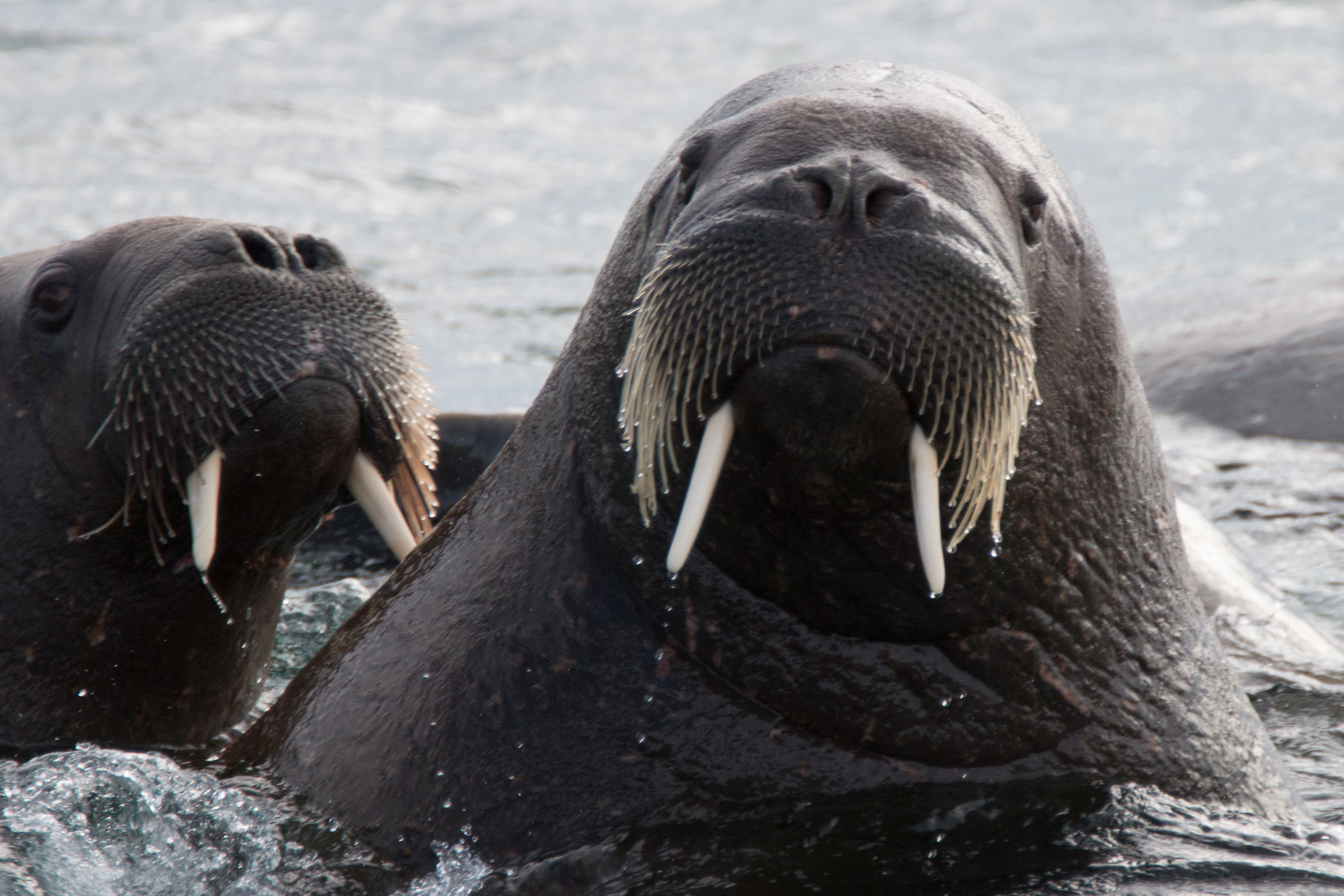 Dici a me?!Dici a me!?