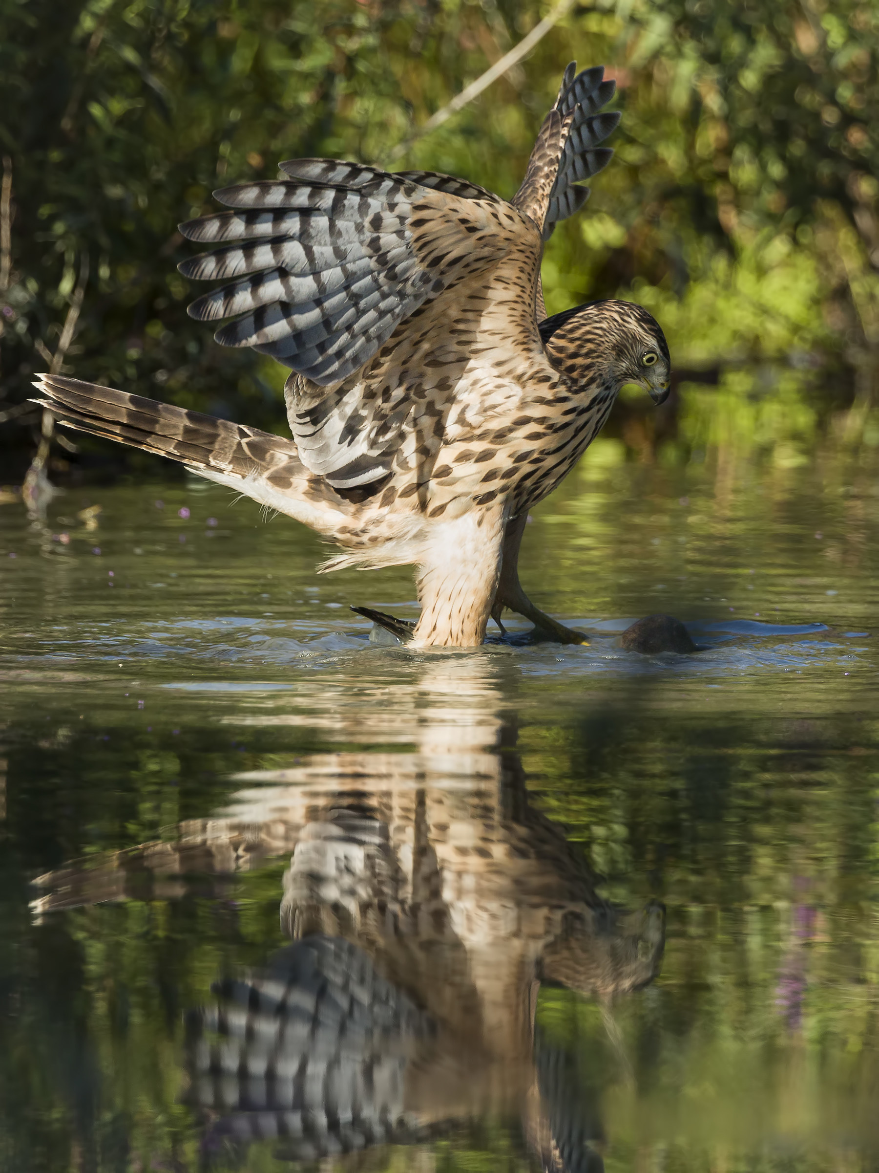 Goshawk with prey - drowning