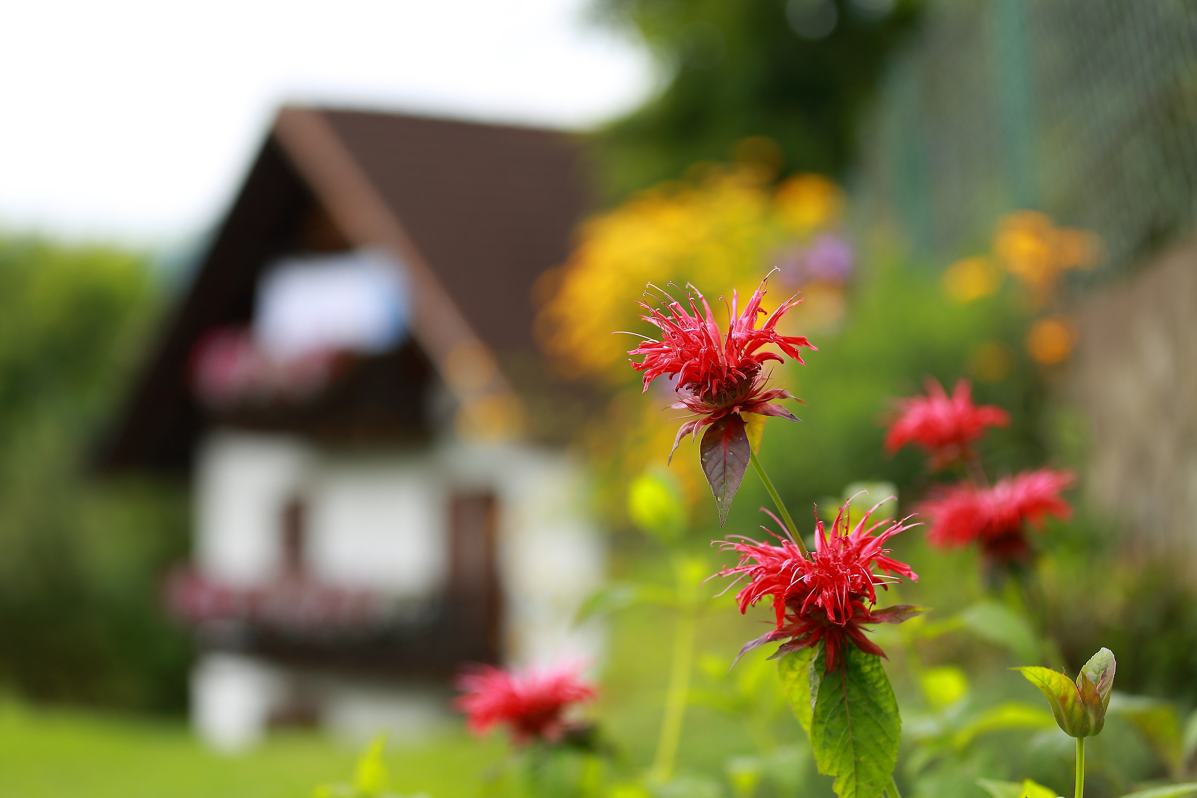 Fiori in Val Pusteria ...